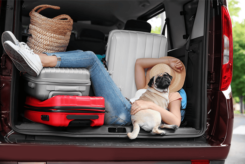 Person and dog relaxing with luggage in car trunk during winter car shipping.