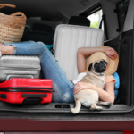 Person and dog relaxing with luggage in car trunk during winter car shipping.